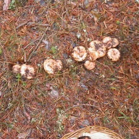 Hotel Hotel Torres de Albarracin *